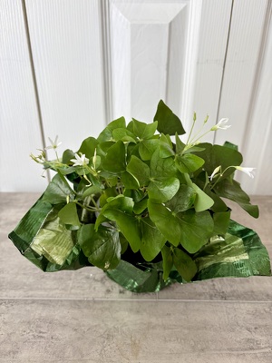 Oxalis "Shamrock" from Aladdin's Floral in Idaho Falls